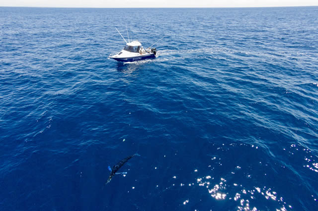 ANGLER: Jim Harnwell SPECIES: Striped Marlin.  WEIGHT: est 100kg. LURE: JB Lures, 10" Taipan